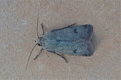 Agrotis trux