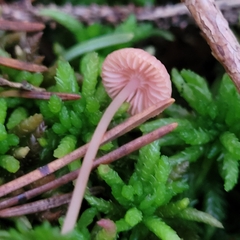 Mycena rosella