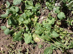 Diascia parviflora