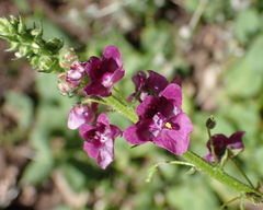 Diascia parviflora