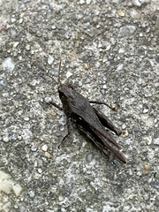Tettigidea