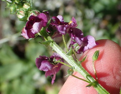 Diascia parviflora