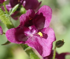 Diascia parviflora