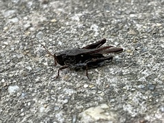 Tettigidea