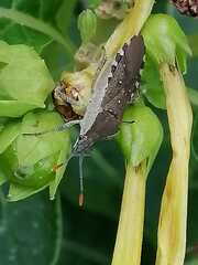 Catorhintha apicalis