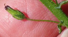 Diascia parviflora