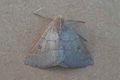 Crocallis dardoinaria