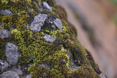Tortula muralis