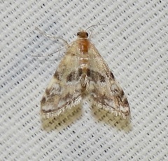 Elophila obliteralis