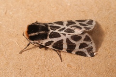 Cymbalophora pudica