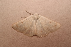 Dyscia penulataria