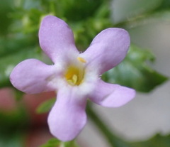 Sutera foetida