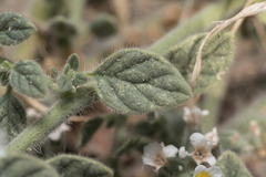 Heliotropium hirsutissimum