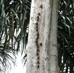 Rhynchonycteris naso