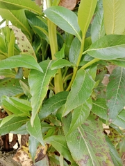 Escallonia pendula