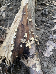 Stereum gausapatum