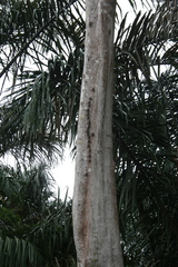 Rhynchonycteris naso