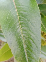 Escallonia pendula