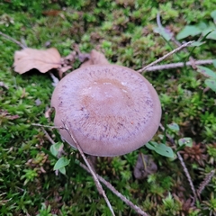Cortinarius scaurus