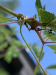Myrmentoma