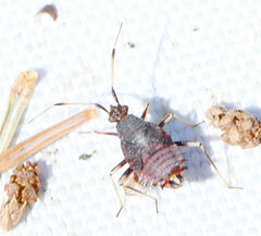 Deraeocoris ruber
