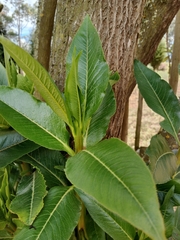 Escallonia pendula