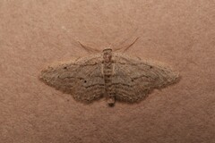 Idaea calunetaria