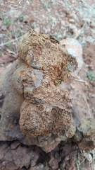 Pisolithus tinctorius