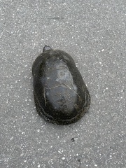 Emydoidea blandingii