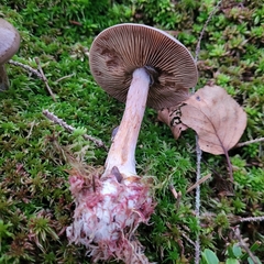 Cortinarius scaurus