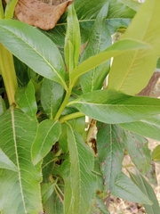 Escallonia pendula