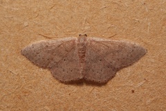 Idaea eugeniata