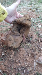 Pisolithus tinctorius