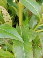 Escallonia pendula