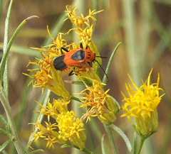 Chauliognathus basalis