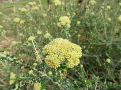 Ozothamnus obcordatus