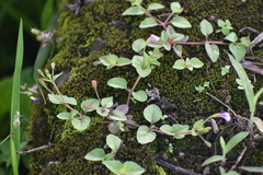 Torenia crustacea