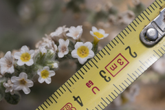 Heliotropium hirsutissimum