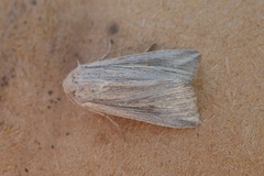 Mythimna riparia