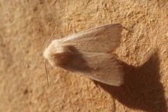 Mythimna sicula