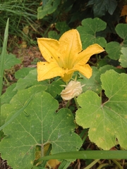 Cucurbita