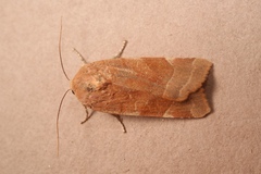 Noctua tirrenica