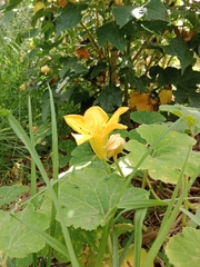 Cucurbita