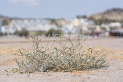 Heliotropium hirsutissimum