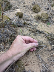 Phemeranthus rugospermus