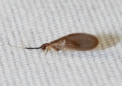 Sisyra vicaria
