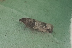 Notocelia incarnatana