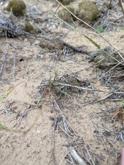 Phemeranthus rugospermus