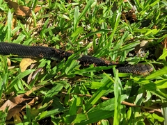 Naja sumatrana