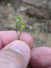 Phemeranthus rugospermus